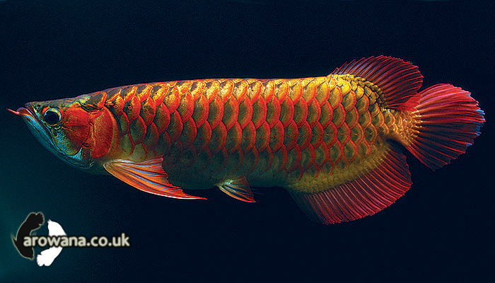 Chilli Red Arowana